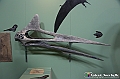 VBS_0868 - Dinosauri. Terra dei giganti